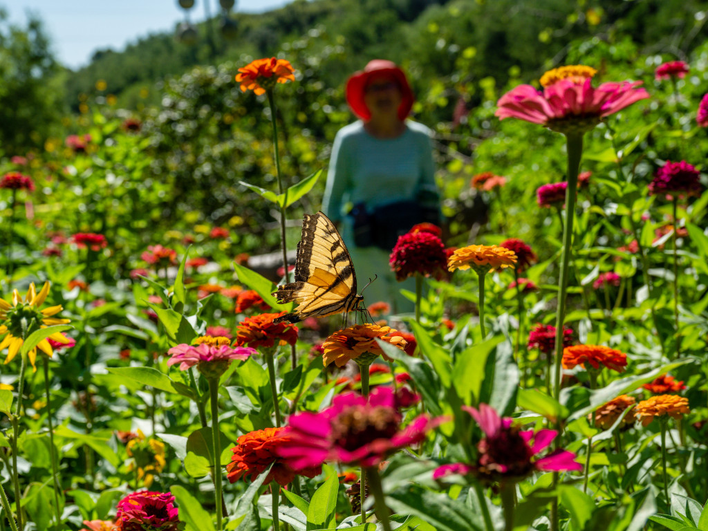 A woman spots a tiger swallowtail butterfly in a garden.