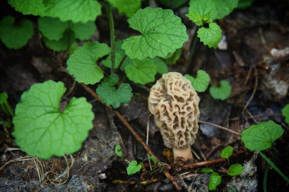 Invasive garlic mustard and a morel mushroom growing together in spring.