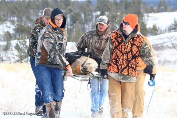 A bighorn sheep being carried by biologists.