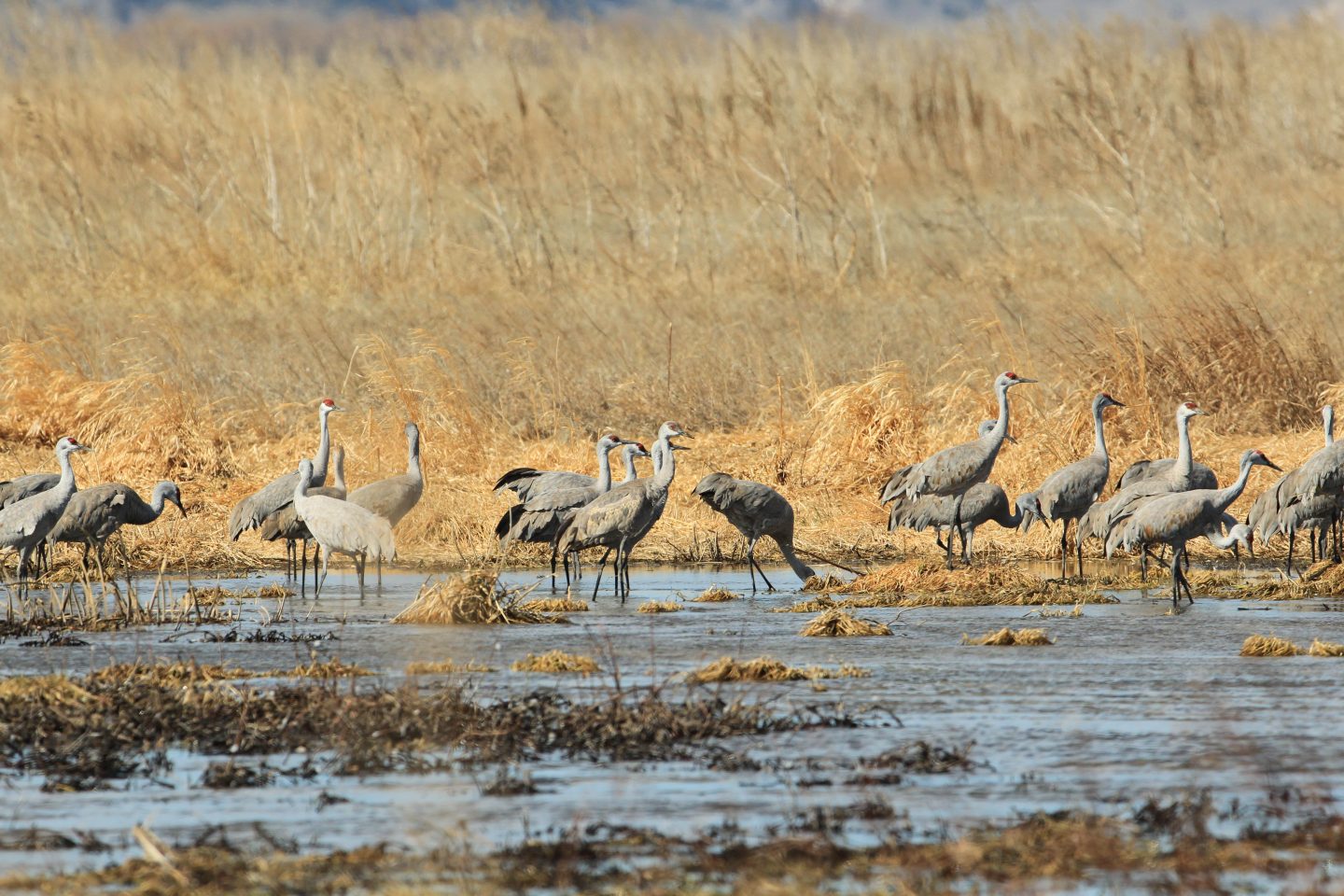 Sandhill cranes in a wetland.