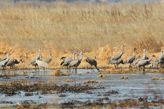 Sandhill cranes in a wetland.