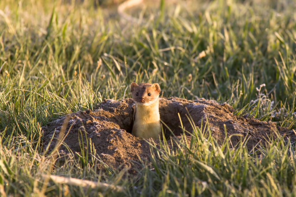 A weasel pokes its head up from a den in a grassland