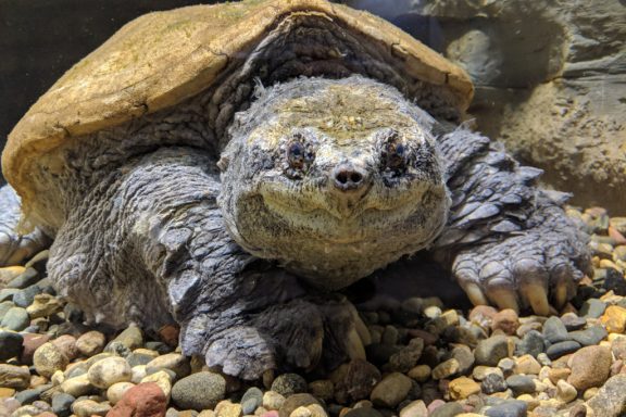 Snapping turtle