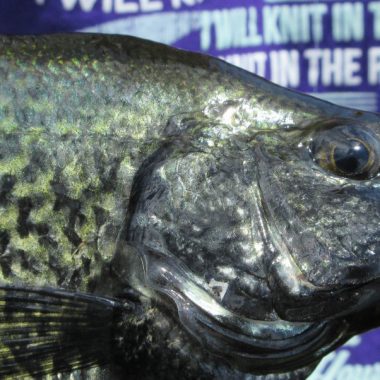 black crappie