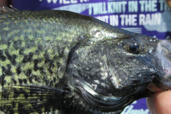 black crappie