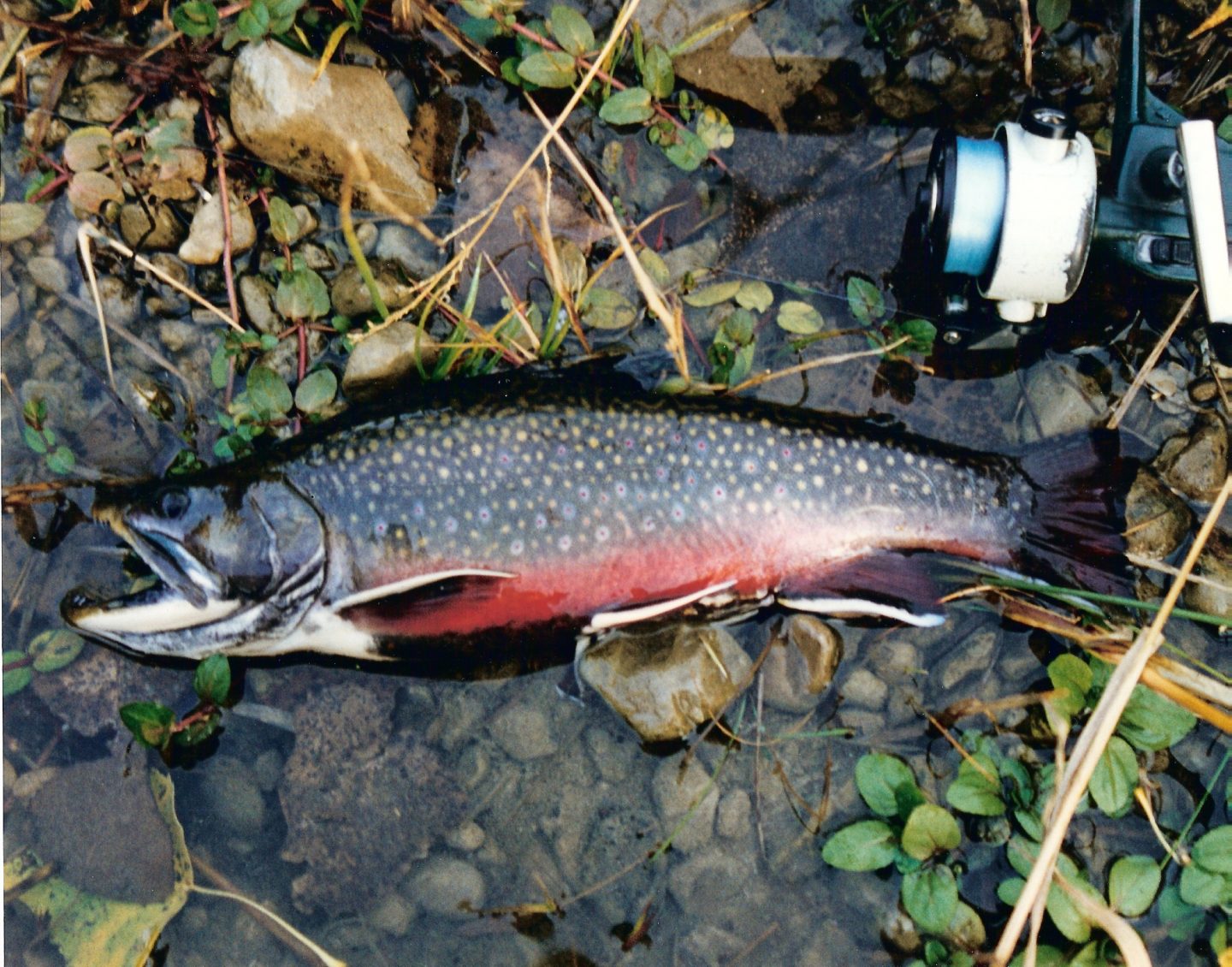 brook trout