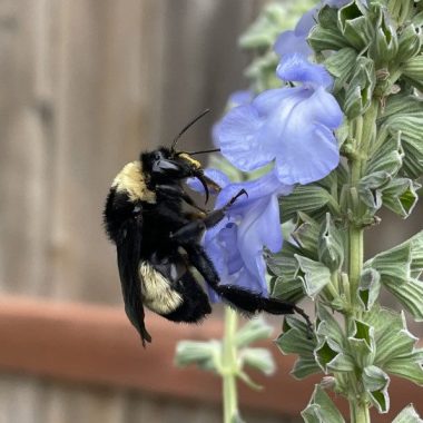 A black and yellow fuzzy bumble bee sits on the purple petals of a flower