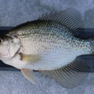 crappie on a bump board