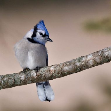 A blue jay looks to the right as it sits on a small branch