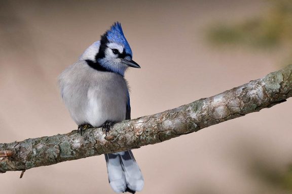 A blue jay looks to the right as it sits on a small branch