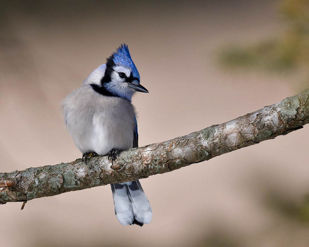 A blue jay looks to the right as it sits on a small branch