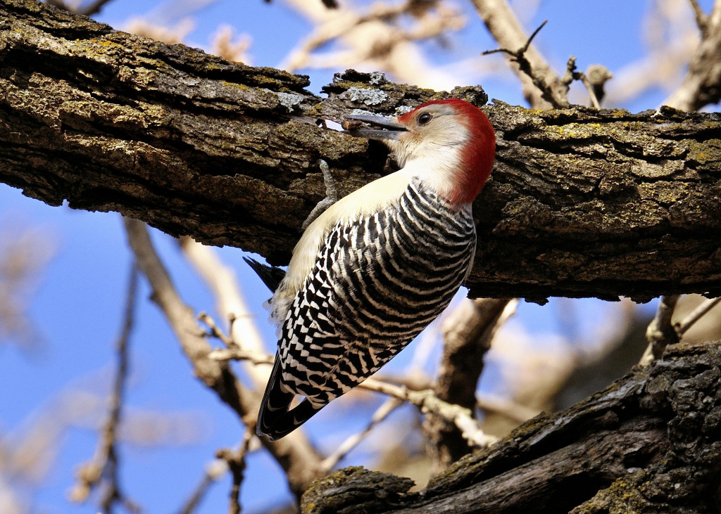 Red-bellied woodpecker pecking a tree.