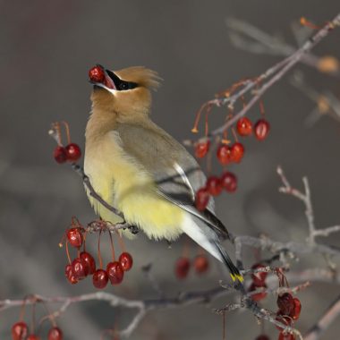 A yellow bird squeezes a red berry between its teeth