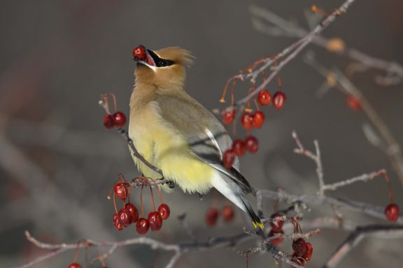 A yellow bird squeezes a red berry between its teeth