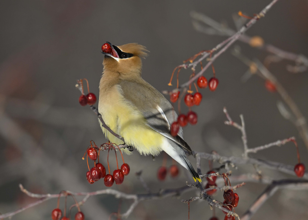 A yellow bird squeezes a red berry between its teeth