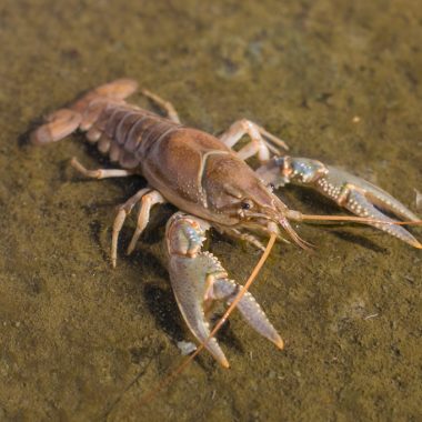 A crayfish in water.