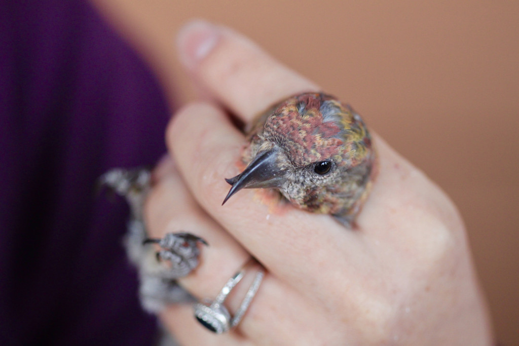 A red crossbill's head pops out between the index and middle fingers of a woman's hand