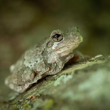 Close-up of a cope's gray treefrog sitting on a tree