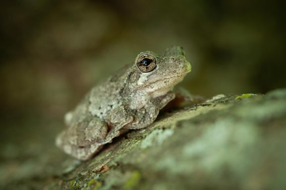 Close-up of a cope's gray treefrog sitting on a tree