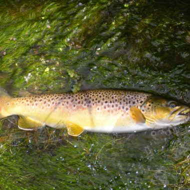 brown trout