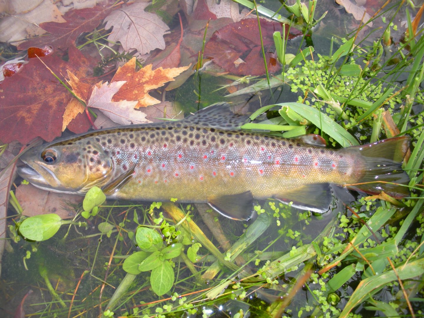 brown trout