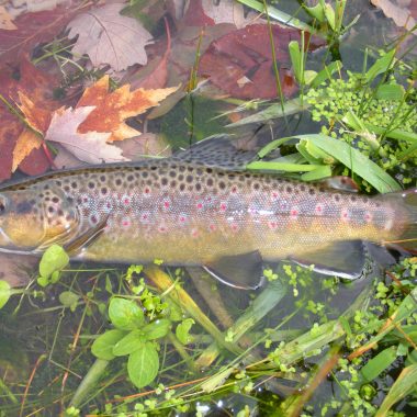 brown trout