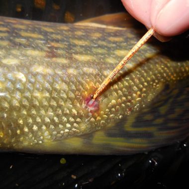 tag on a pike