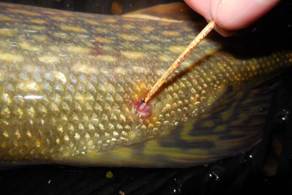 tag on a pike