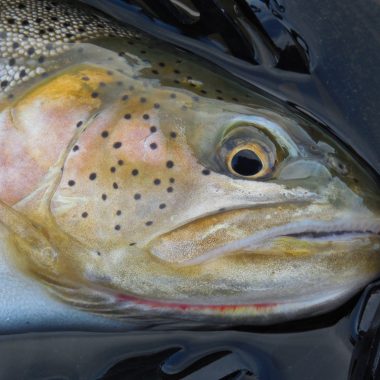 cutthroat trout