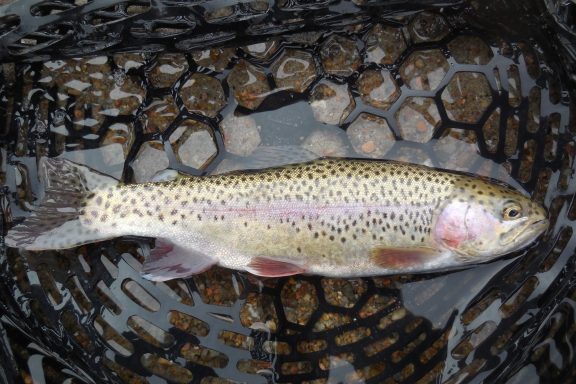 rainbow trout