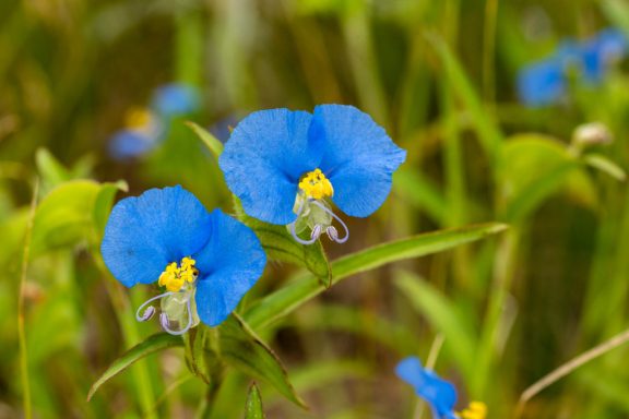 A close-up of dayflower, its beautiful blue flowers with their yellow centers, are at the forefront with their green leaves in the background.