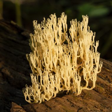 The crown-tipped coral (Artomyces pyxidatus), looks like a yellow underwater sea plant with its various, upward-growing tentacles