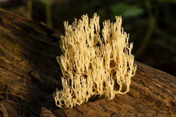 The crown-tipped coral (Artomyces pyxidatus), looks like a yellow underwater sea plant with its various, upward-growing tentacles