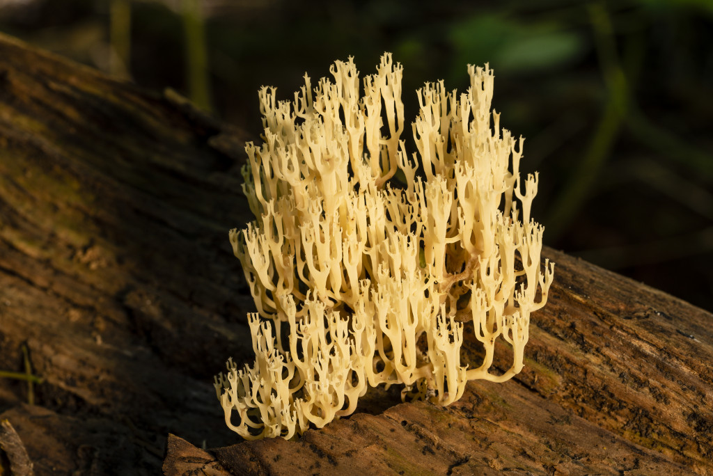 The crown-tipped coral (Artomyces pyxidatus),  looks like a yellow underwater sea plant with its various, upward-growing tentacles  