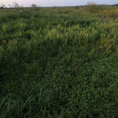 Various shades of green are revealed in a field covered by water clover.