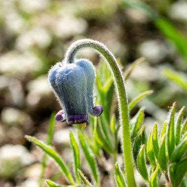 A close-up view of hairy clematis, its purplish-blue bloom turned downward from its sturdy stalk.