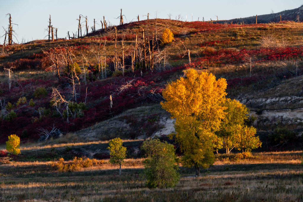 A hillside of tree stumps and smooth sumac, its fall colors showing red leaves, overlook a yellow-leaved cottonwood tree  in the central Niobrara River Valley.