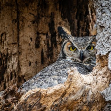 A female great-horned owl sits on a new nest.