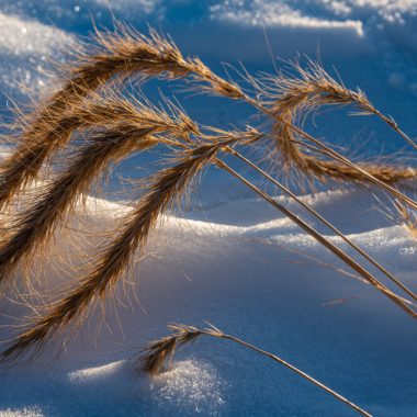 The brown stalks and seeds of Canada wild-rye hang above a snow-covered field.