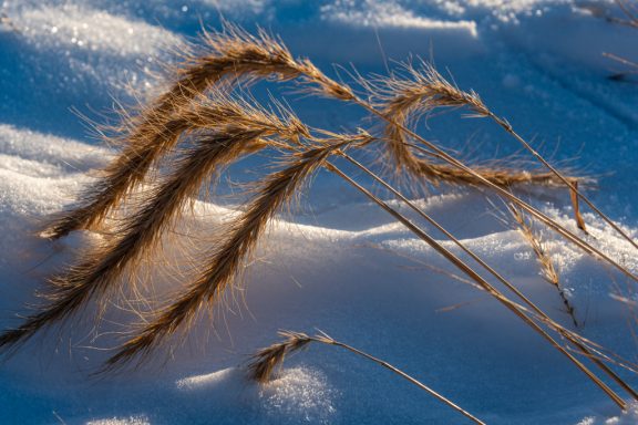 The brown stalks and seeds of Canada wild-rye hang above a snow-covered field.