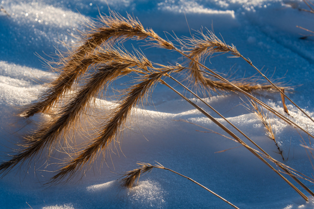 The brown stalks and seeds of Canada wild-rye hang above a snow-covered field.