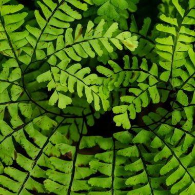 A close-up of a maidenhair fern is a spiral of green leaves.