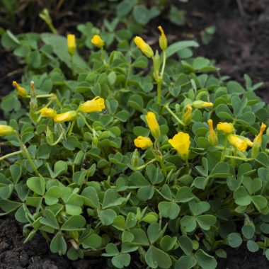 Yellow wood-sorrels grow from a clover-like, bushy base and have yellow, five-pedaled flowers about the size of a fingernail.