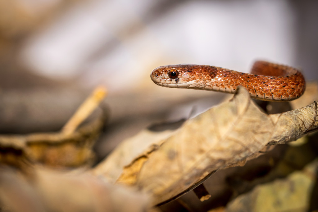 a detail shot of the head of a slithering Dekay's brownsnake