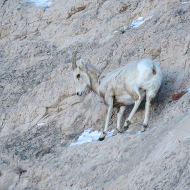 A juvenile bighorn sheep blends in with a butte