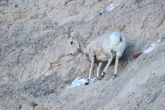 A juvenile bighorn sheep blends in with a butte