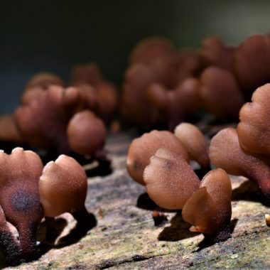 Dacryopinax elegans, this jelly fungi, is brown, fuzzy, and looks like little fan-shaped, brown clams stuck to the side of a three trunk.