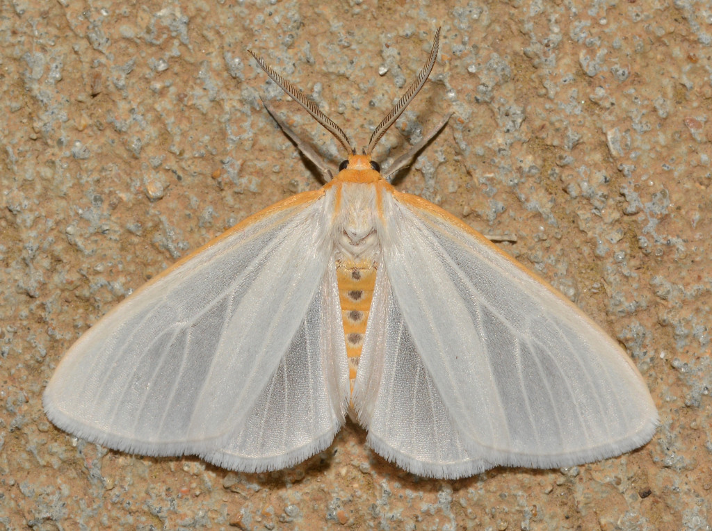 A cycnia moth on a tan background