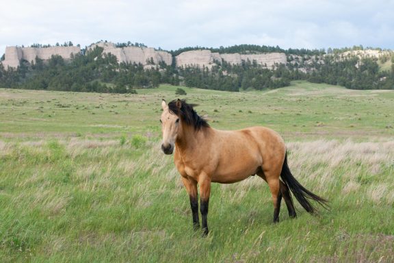 A light tan horse stands in a grass area