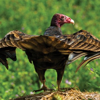 turkey vulture